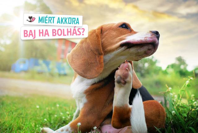 Miért akkora baj, ha bolhás?