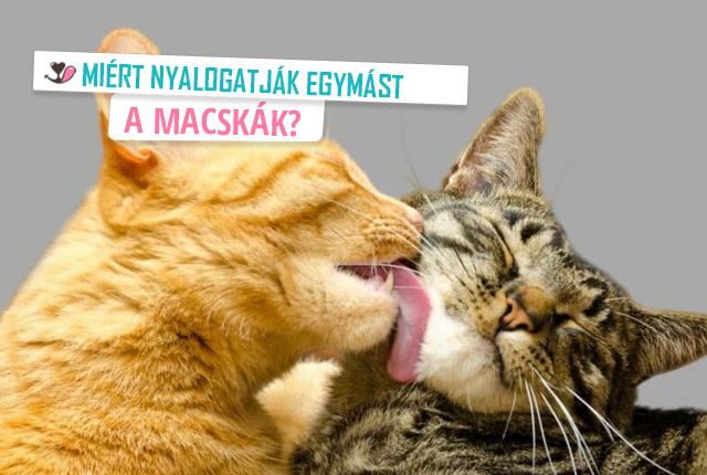 Miért tisztogatják egymást a macskák?