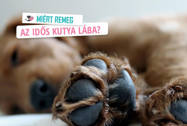 Miért remeg az idős kutya lába?