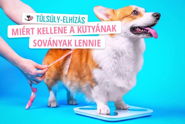 De miért is kellene a kutyámnak soványnak lennie, éheznie?